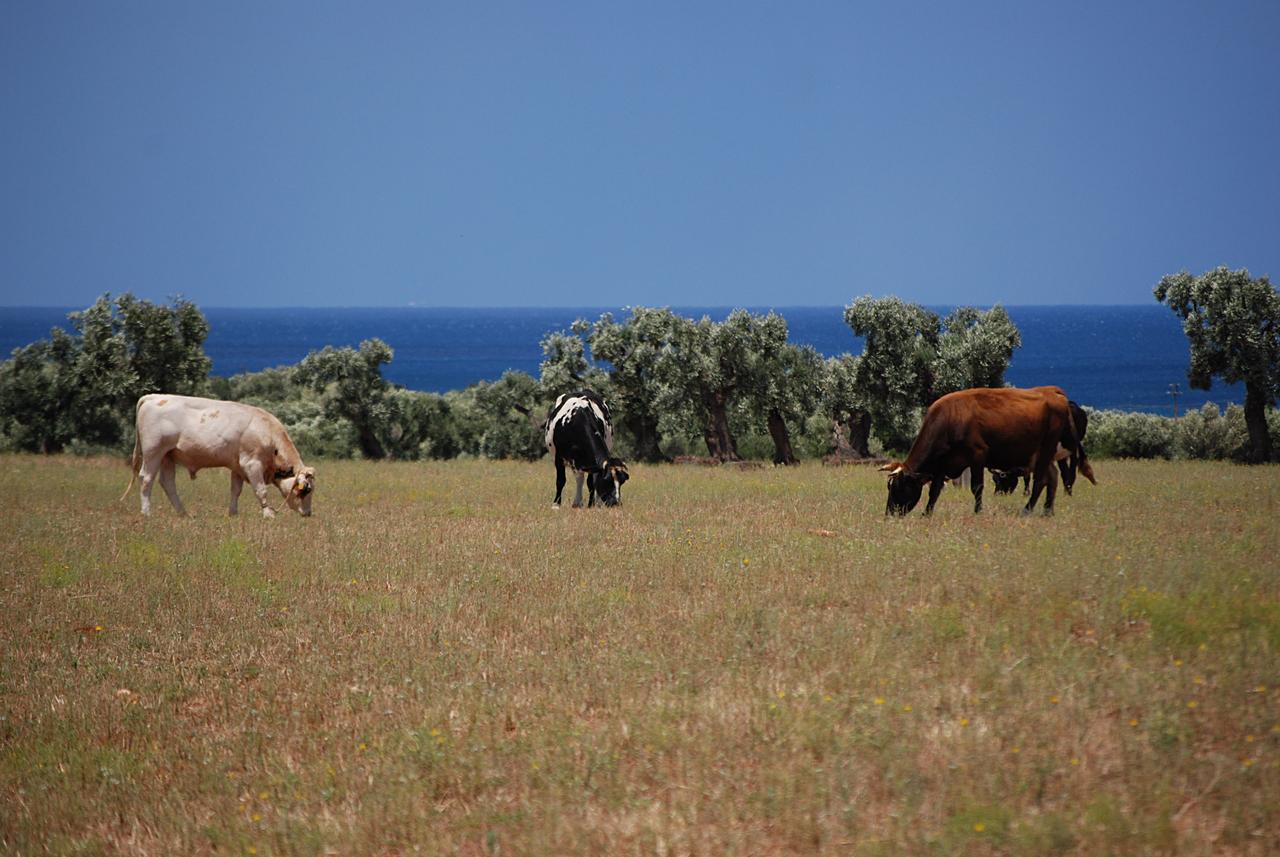 Masseria Palombara Grande Ostuni Dış mekan fotoğraf