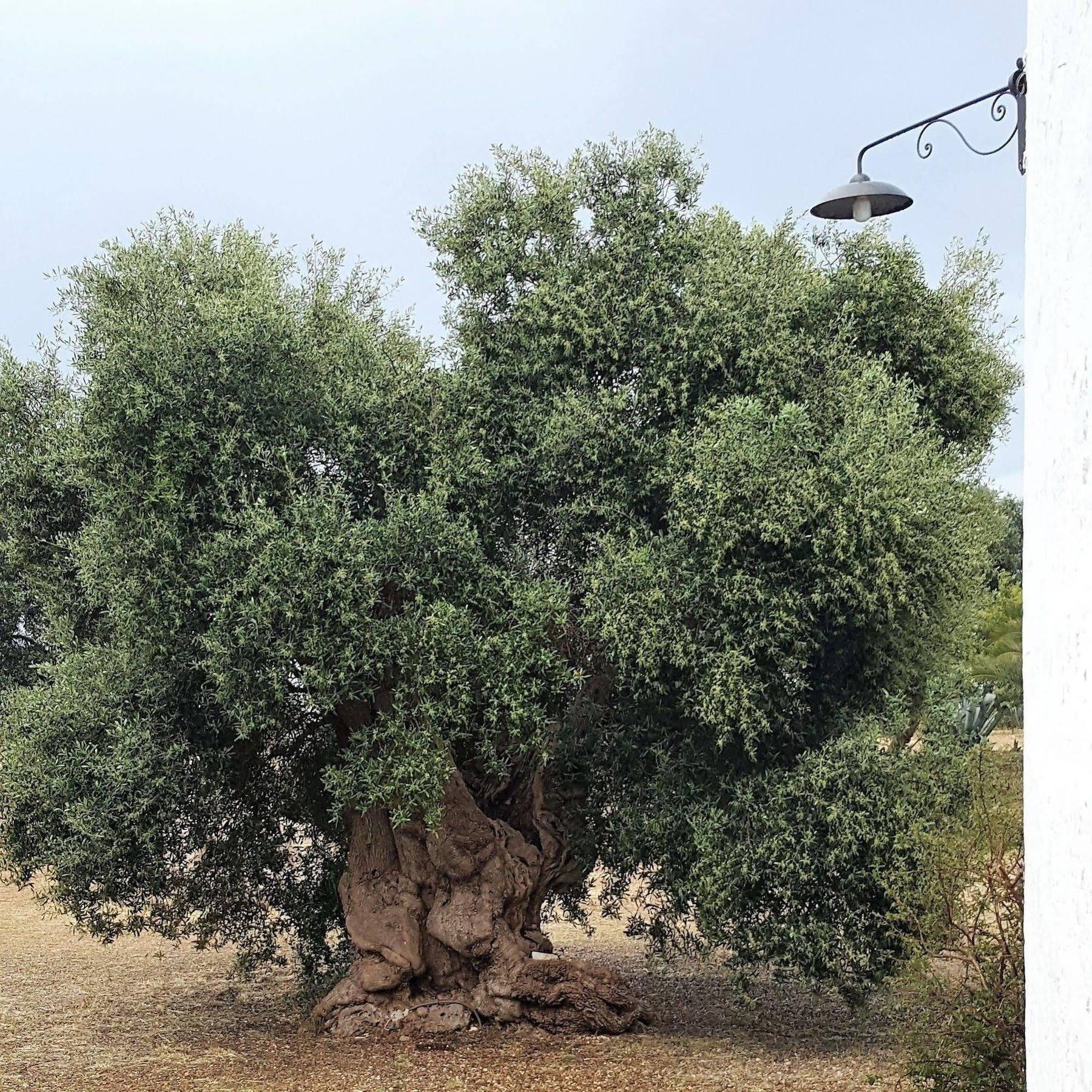 Masseria Palombara Grande Ostuni Dış mekan fotoğraf